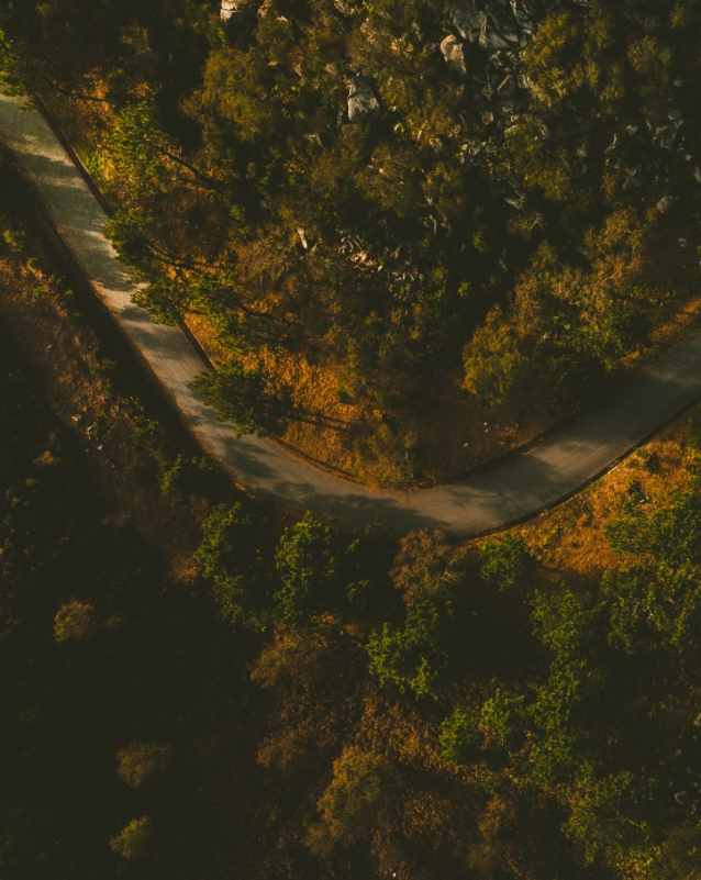 Photo aérienne chemin dans le bois